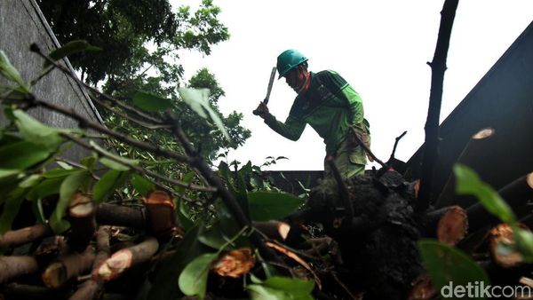 Dinas Kehutanan Pangkas Pohon Rindang untuk Cegah Pohon Tumbang