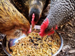 Masalah Akut Peternak Rumahan dan Petani Gurem