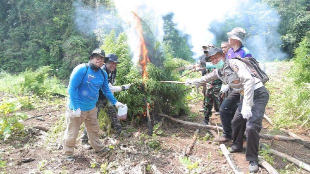 BNN memusnahkan ladang ganja seluas 1 hektar di Aceh Besar, Banda Aceh. 