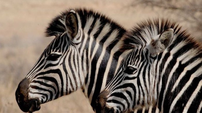 Mengapa Tubuh Zebra Bergaris Hitam Putih? Ini Jawaban Ilmuwan