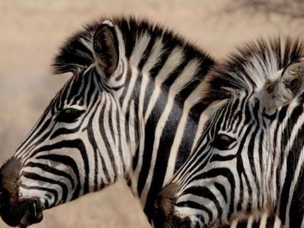 6 Fakta Menarik Zebra, Kuda Belang nan Eksotis
