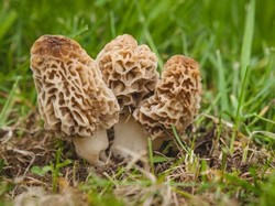 Duh, Wanita Ini Tewas Usai Makan Jamur di Resto Bintang Michelin!