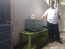 BKSDA Jember Amankan 2 Buaya dari Permukiman Warga