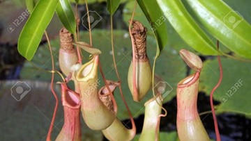 Pencuri Kantung Semar 2 Kali Beraksi di Kebun Raya Bogor, Ngakunya Koleksi
