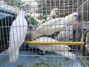 Sindikat Penyelundup Burung Langka ke Malaysia Ditangkap