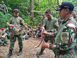 Menengok Prajurit TNI Bertahan di Alam Liar, Ular Pun Jadi Santapan