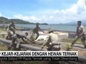 Kocak! Satpol PP Kejar-kejaran dengan Sapi dan Kambing