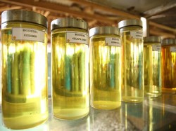 Harga Biodiesel Turun ke Rp 7.348/Liter di Mei