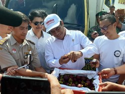 Mentan Lepas Ekspor Manggis 92 Ton ke China