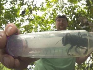 Dikira Punah, Lebah Terbesar di Dunia Ditemukan Kembali di Maluku