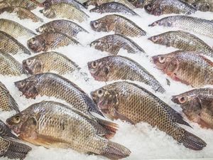 Heboh Temuan Cacing dalam Daging Ikan, Apakah Berbahaya? Heboh Temuan Cacing dalam Daging Ikan, Apakah Berbahaya?