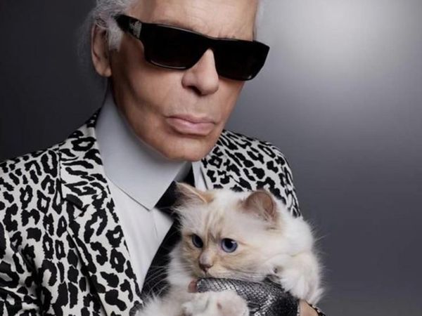 Si Lucu Choupette, Kucing yang Akan dapat Warisan Miliaran dari Karl Lagerfeld