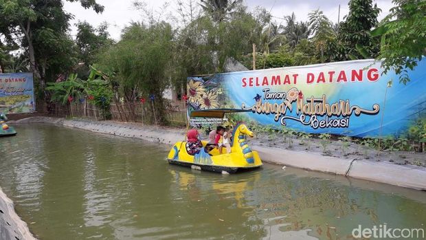  Taman Bunga Matahari di Desa Sukamurni, Bekasi