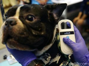 Mengenal Microchip untuk Hewan Peliharaan, Apa Fungsinya? Mengenal Microchip untuk Hewan Peliharaan, Apa Fungsinya?