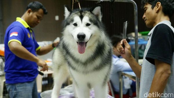 Di Jakarta Ada Pameran Hewan Peliharaan Terbesar di Asia Tenggara Lho