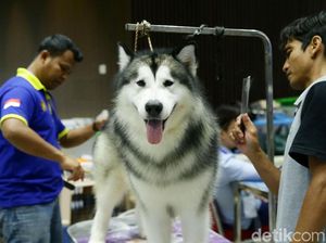 Di Jakarta Ada Pameran Hewan Peliharaan Terbesar di Asia Tenggara Lho