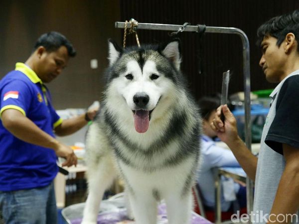 Di Jakarta Ada Pameran Hewan Peliharaan Terbesar di Asia Tenggara Lho