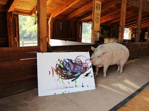 Ini Pigcasso, Babi dari Afrika Selatan yang Mahir Melukis Ini Pigcasso, Babi dari Afrika Selatan yang Mahir Melukis