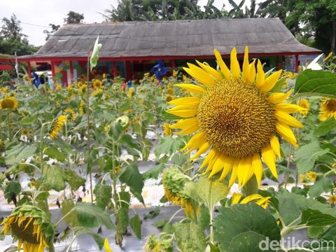 Menakjubkan 28 Gambar Bunga  Matahari  Dan  Fungsinya 