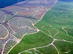 Biar Nggak Disomasi Seperti Markaz Syariah, Pahami Aturan Garap Lahan HGU