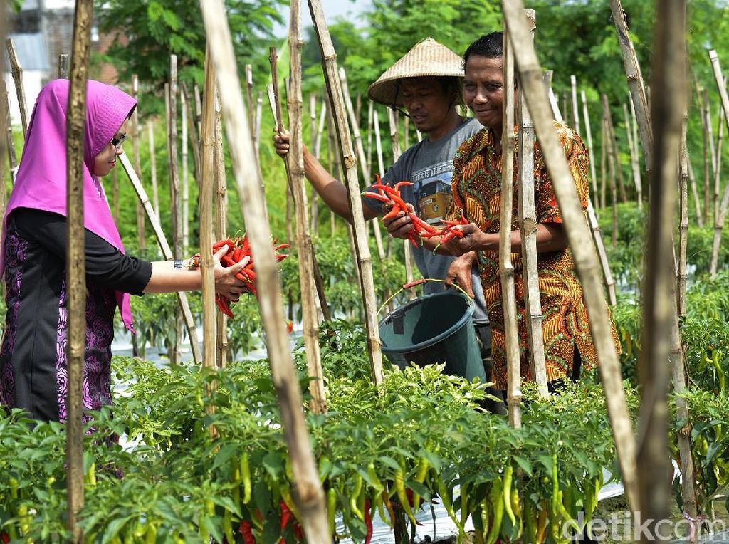 Manfaatkan Lahan Kosong, Urban Farming Terus Dikembangkan di Surabaya Manfaatkan Lahan Kosong, Urban Farming Terus Dikembangkan di Surabaya
