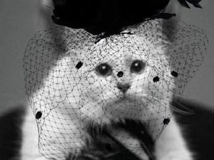 Sayang Banget, Kucing Tajir Batal Hadir di Met Gala 2023 Sayang Banget, Kucing Tajir Batal Hadir di Met Gala 2023