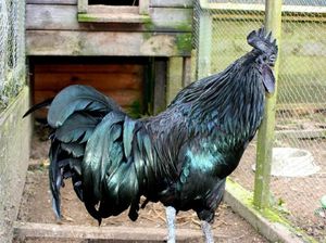 Siapkan Uang Banyak Untuk Menikmati 5 Jenis Daging Termahal di Dunia Ini