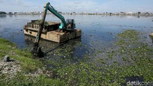 Petugas UPK Badan Air Bersihkan Eceng Gondok di Waduk Pluit