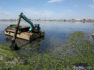 Petugas UPK Badan Air Bersihkan Eceng Gondok di Waduk Pluit