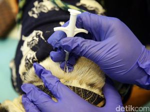 Anjing Rabies Kini Serang Palangka Raya Kalteng