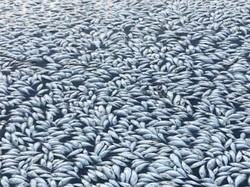 Kondisi Iklim Abnormal Pemicu Kematian Jutaan Ikan Di New South Wales