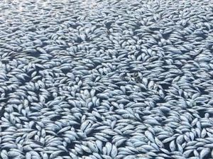 Kondisi Iklim Abnormal Pemicu Kematian Jutaan Ikan Di New South Wales Kondisi Iklim Abnormal Pemicu Kematian Jutaan Ikan Di New South Wales