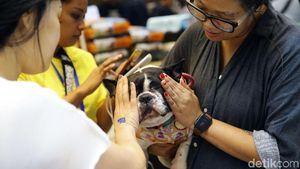 Begini Ekspresi Hewan Peliharaan Saat Dipasangi Microchip