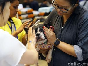Begini Ekspresi Hewan Peliharaan Saat Dipasangi Microchip