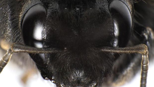 bumblebee portrait