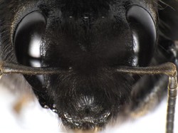 Kesalahan Riset Bikin Ilmuwan Temukan Hal Baru dari Lebah: Bisa Hidup di Bawah Air