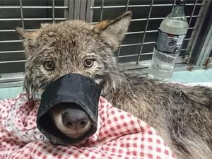 Dikira Anjing, Serigala Buas Diselamatkan dari Sungai Beku Estonia