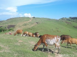 Bukan di Eropa, Ini di Lombok