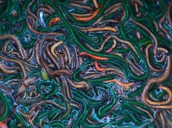 Ini Dia Nyale, Cacing Laut yang Gurih Enak Santapan Khas Suku Sasak 