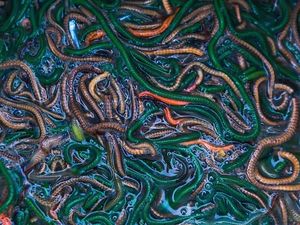 Ini Dia Nyale, Cacing Laut yang Gurih Enak Santapan Khas Suku Sasak  Ini Dia Nyale, Cacing Laut yang Gurih Enak Santapan Khas Suku Sasak