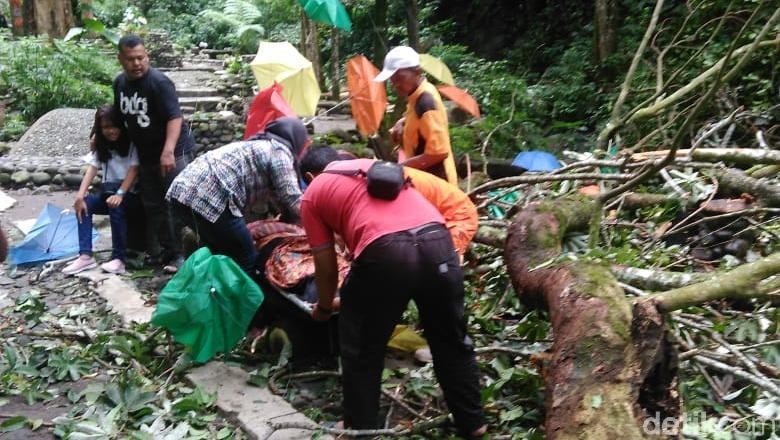 Satu Wisatawan Tewas Tertimpa Pohon di Kaliurang