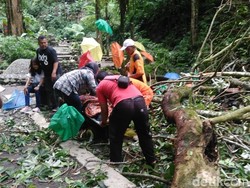 Satu Wisatawan Tewas Tertimpa Pohon di Kaliurang