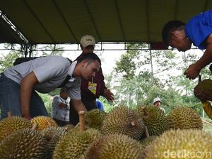 Serunya Pesta Seribu Durian Polobogo di Lereng Merbabu Serunya Pesta Seribu Durian Polobogo di Lereng Merbabu