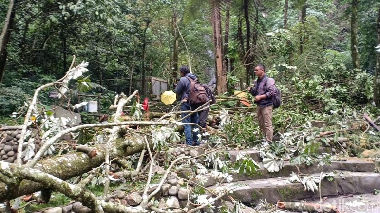 TNGM Tutup Lokasi Pohon Tumbang Tewaskan Wisatawan di Kaliurang