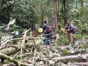 TNGM Tutup Lokasi Pohon Tumbang Tewaskan Wisatawan di Kaliurang
