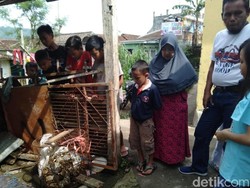 Warga Sukabumi Tangkap Ular Piton 5 Meter Saat Memangsa Ayam