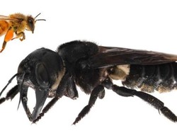 Kisah di Balik Penemuan Kembali Lebah Terbesar Dunia di Maluku