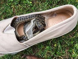 Ular Masuk dalam Koper, Terbang 15 Ribu Km dari Australia ke Inggris