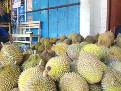 Ini Keistimewaan Durian Serendet Khas Kampung Benteng Ciamis yang Jadi Buruan