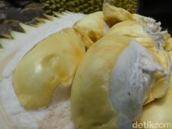 Asyiknya Makan Durian Kinanti dan Kampiun di Atas Bukit Karangmangu